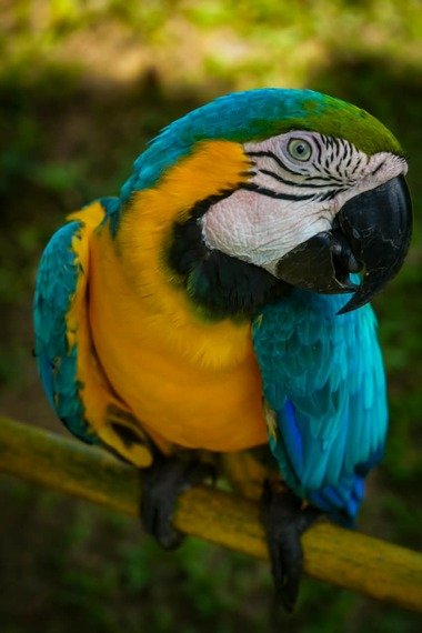 Amazonas Naturaleza Amazónica